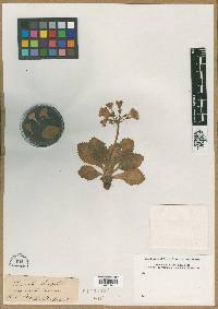 Image of Primula longifolia