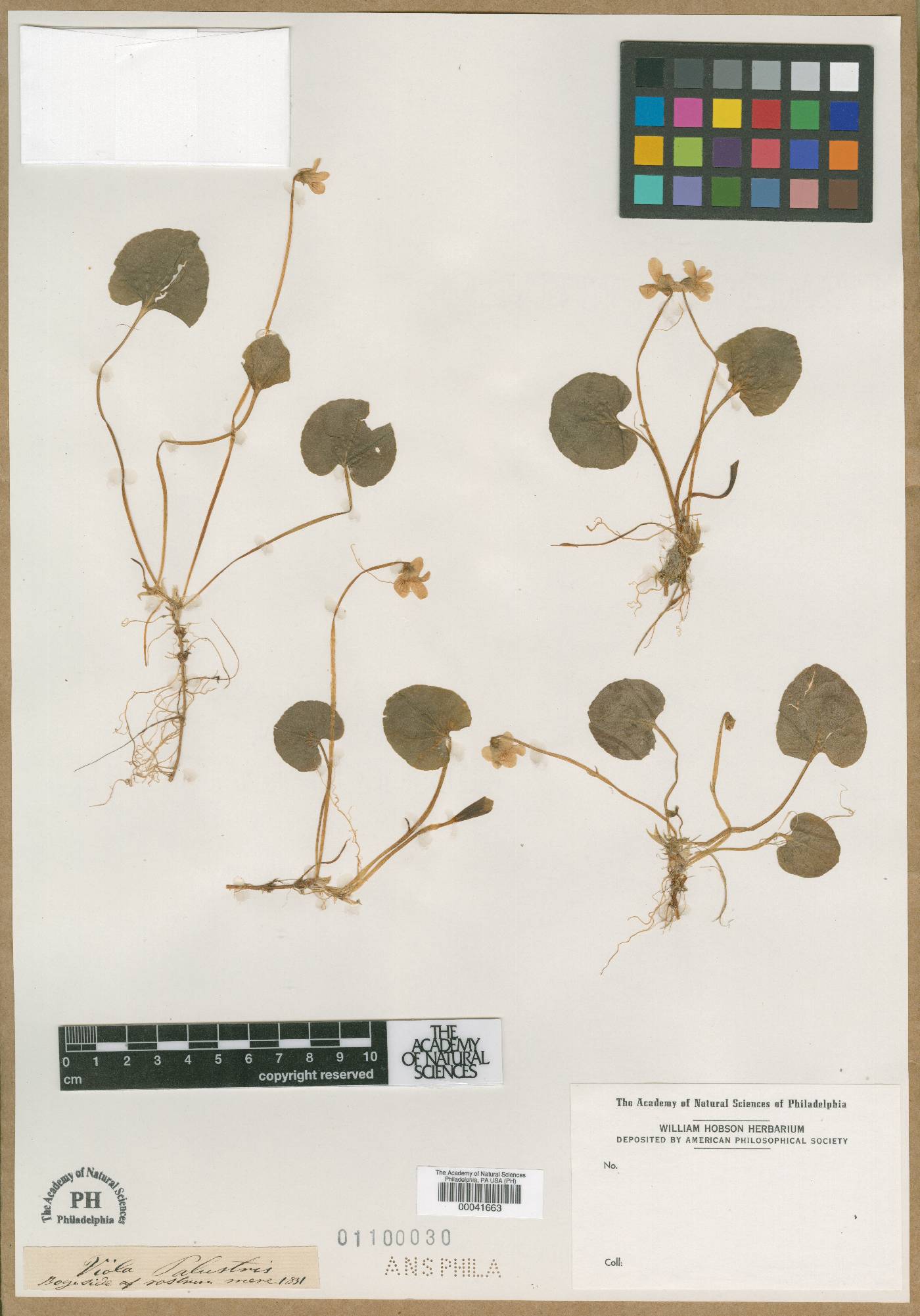 Viola palustris image