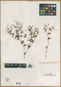 Potentilla erecta image