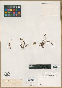 Media resource of Saxifraga densa