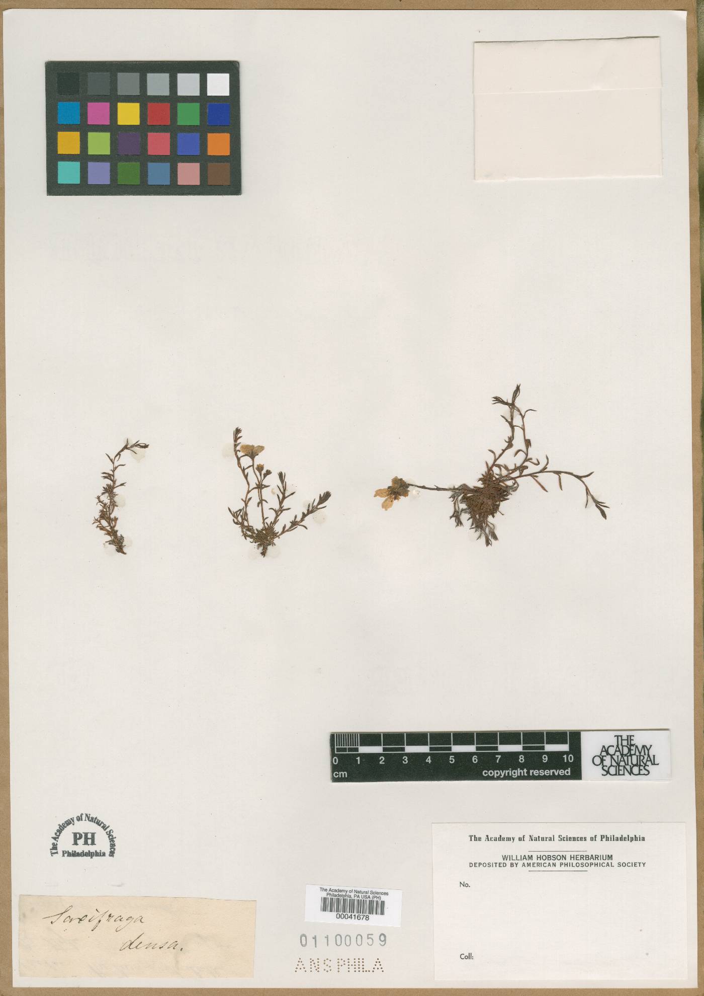 Saxifraga densa image