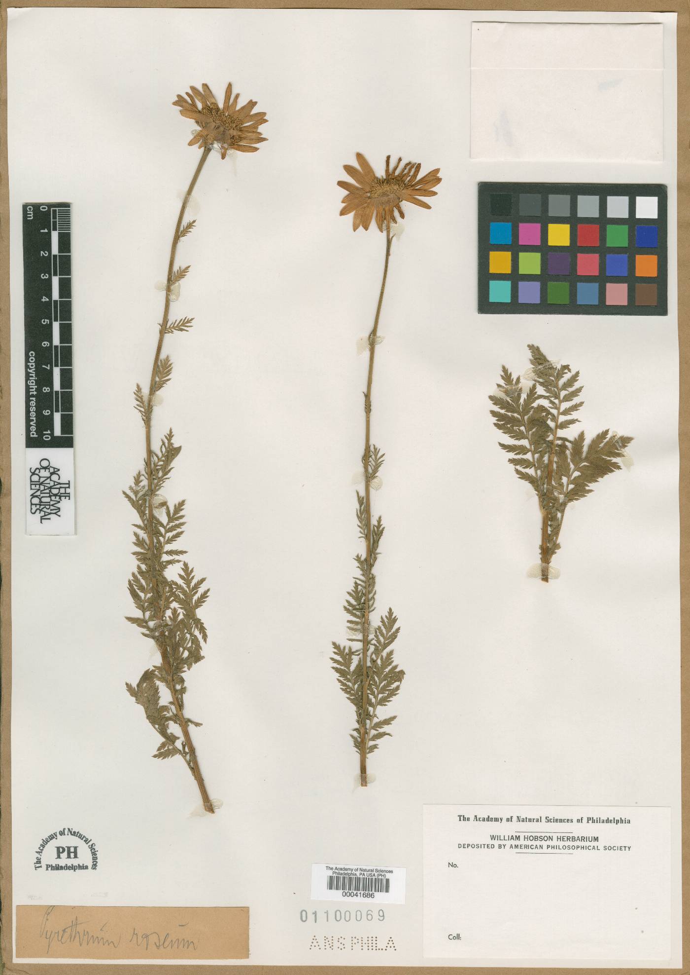 Pyrethrum roseum image