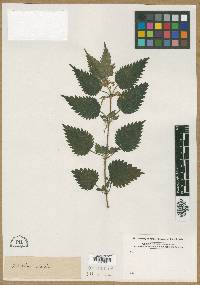 Urtica dioica image