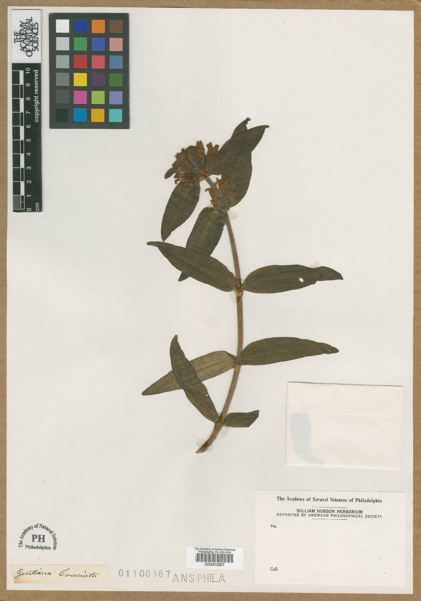 Gentiana cruciata image