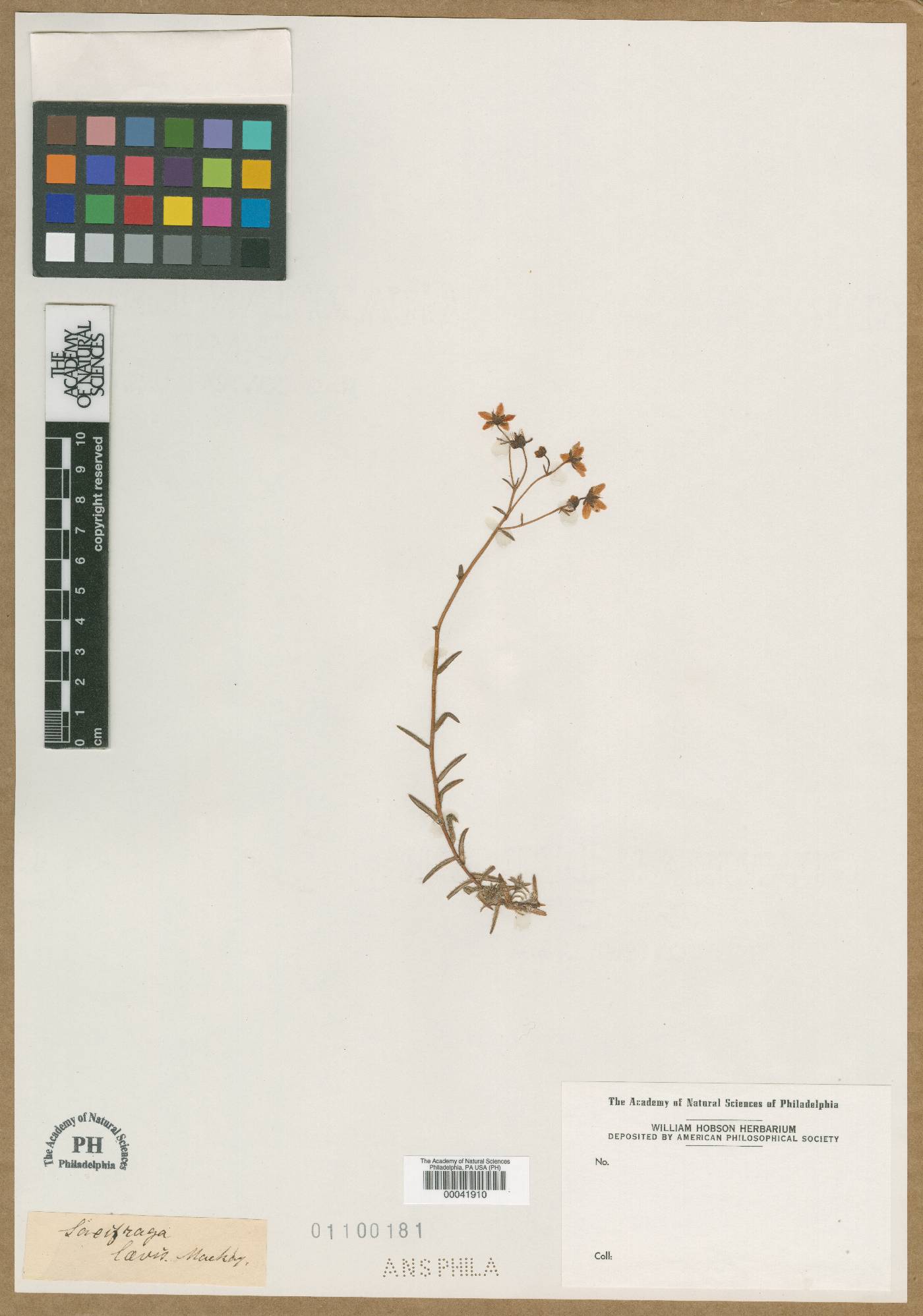 Saxifraga laevis image