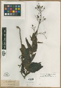 Scutellaria columnae image