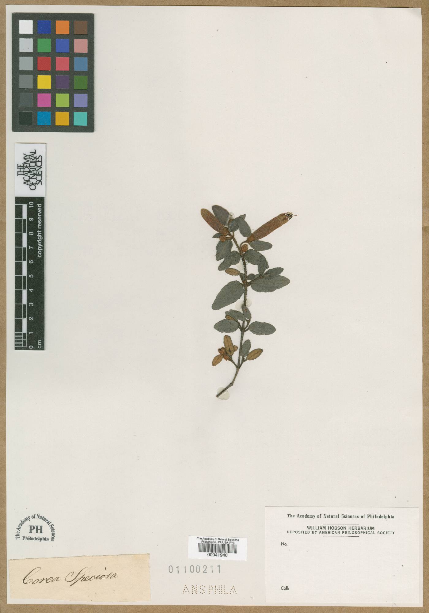 Correa speciosa image
