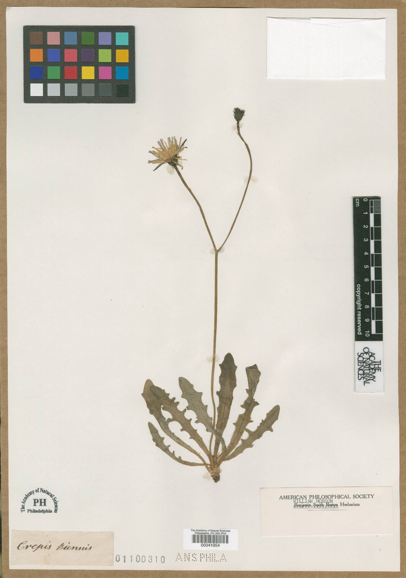 Crepis biennis image