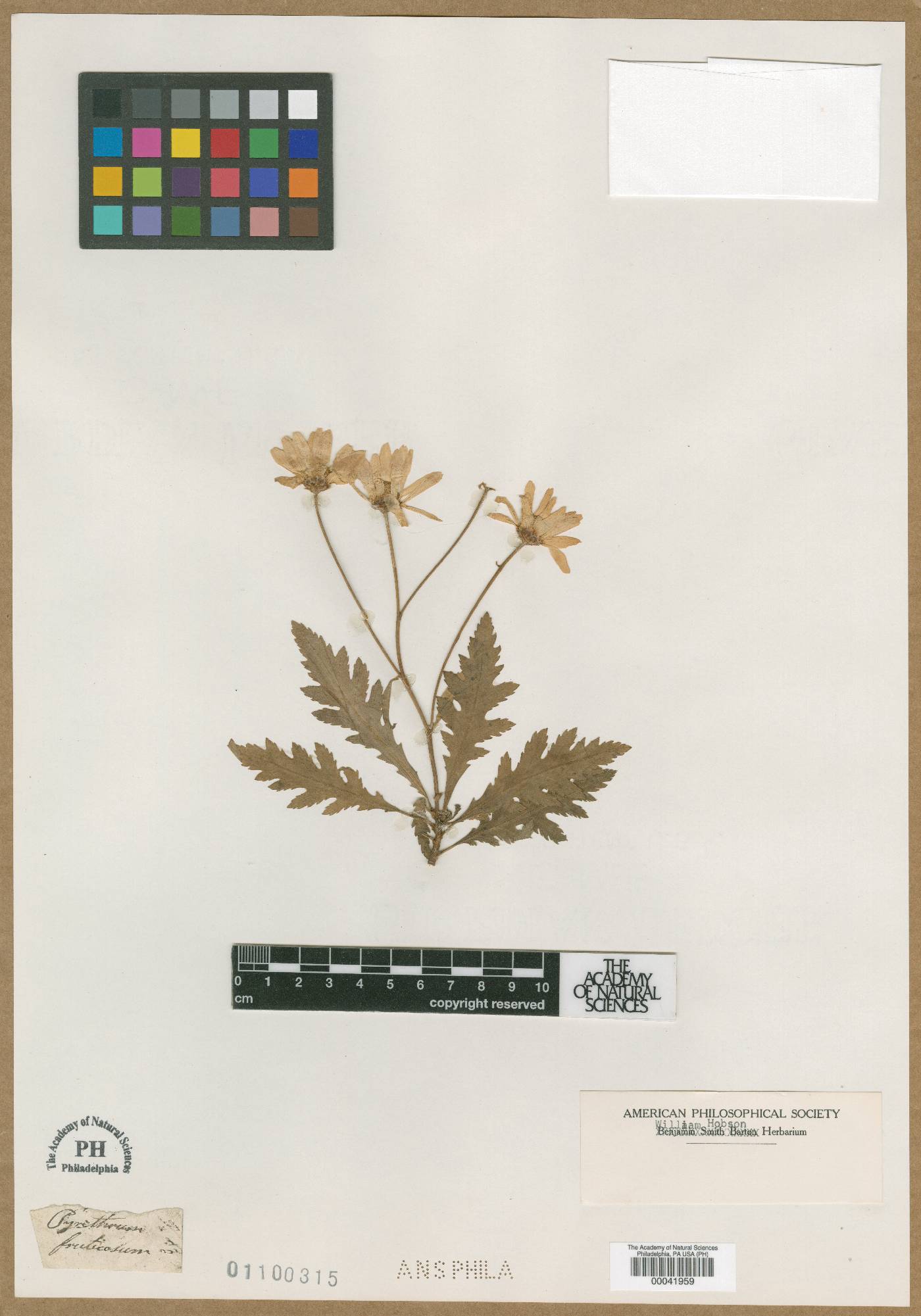 Tanacetum partheniifolium image