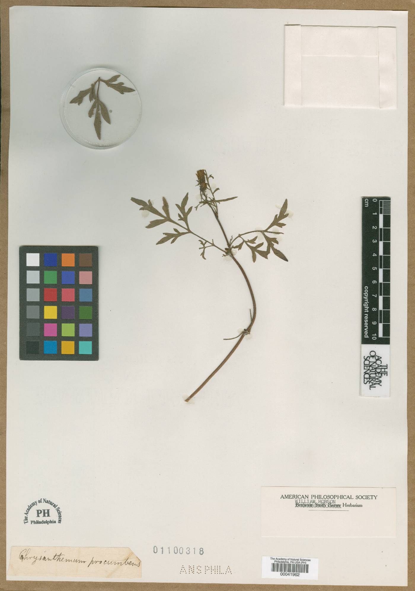 Chrysanthemum procumbens image