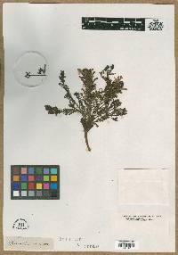 Pedicularis palustris image