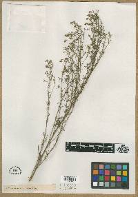 Image of Artemisia gallica