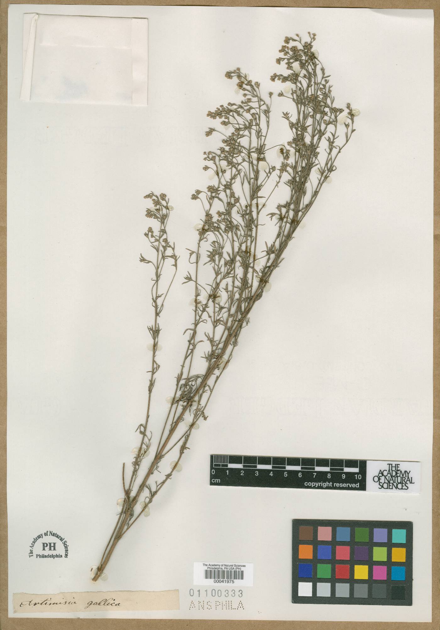 Artemisia gallica image