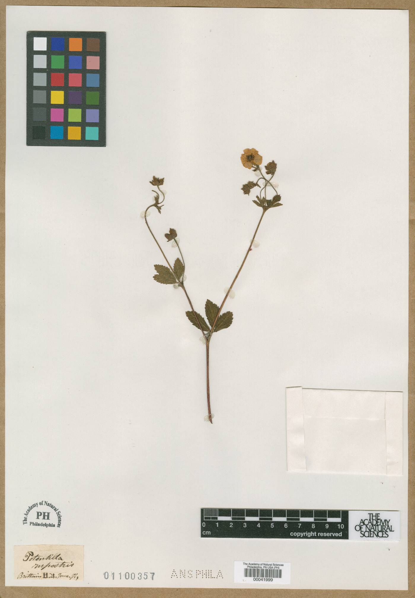 Potentilla rupestris image