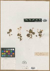 Viola blanda image