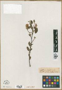 Media resource of Lathraea squamaria