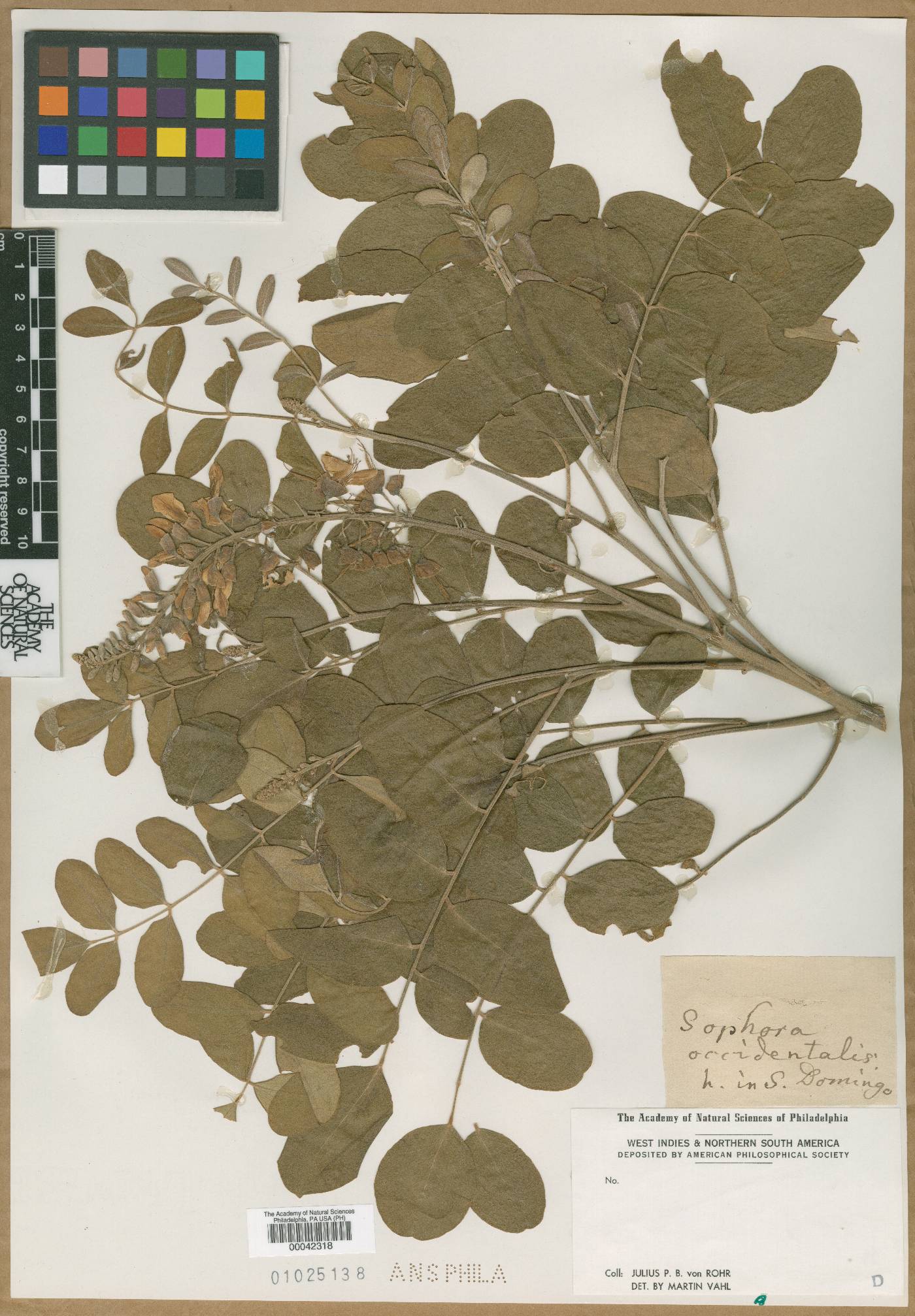 Sophora occidentalis image