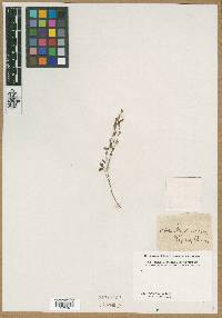 Image of Hedysarum diphyllum