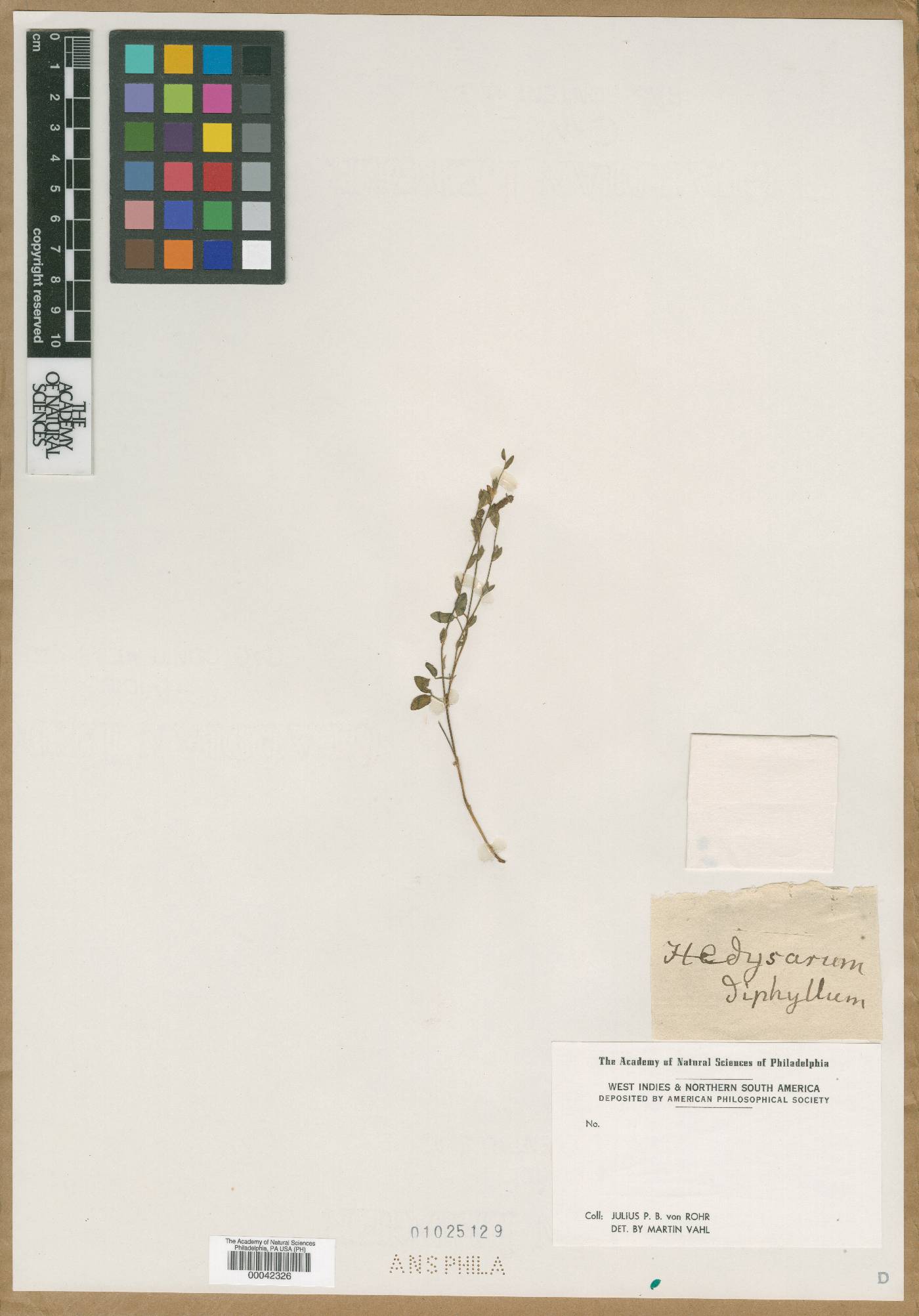 Hedysarum diphyllum image