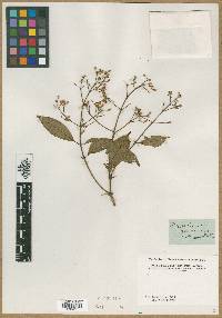 Image of Hypericum guianense