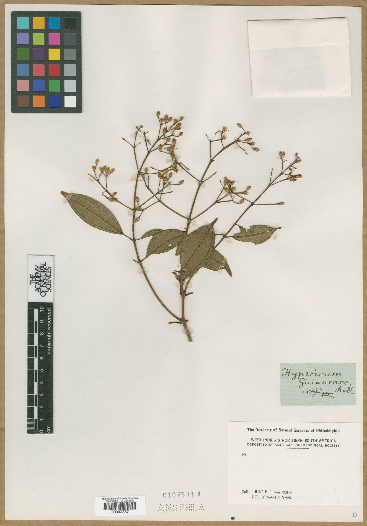 Hypericum guianense image