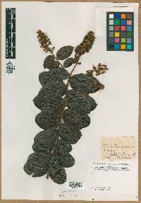 Image of Hirtella paniculata