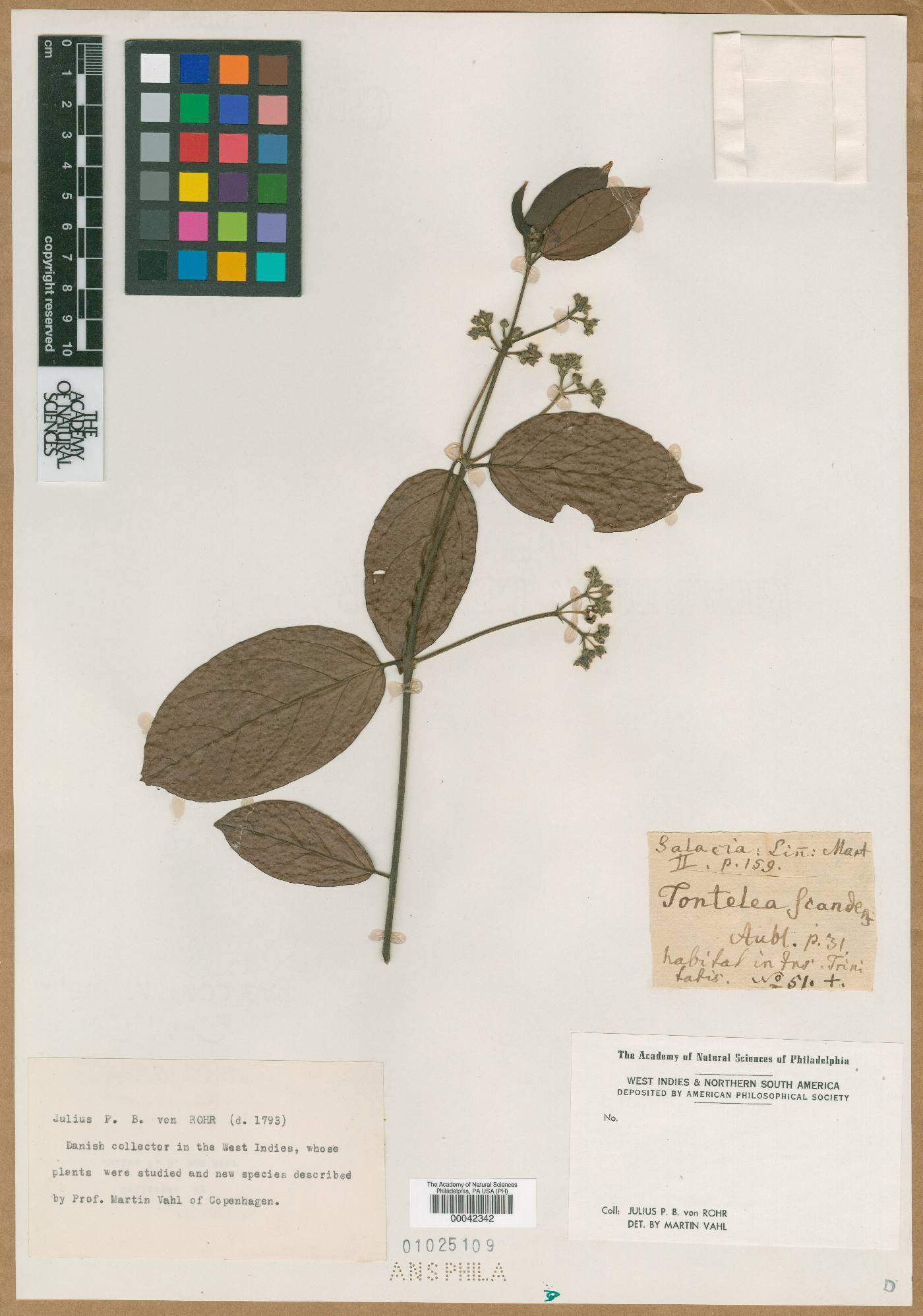 Tontelea scandens image