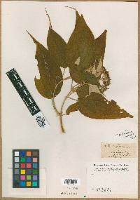 Image of Melastoma acuminatum
