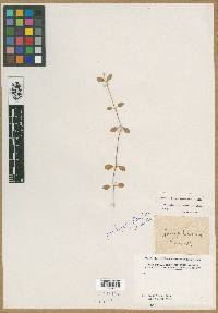 Media resource of Telanthera crucis