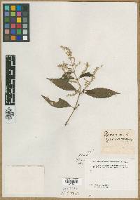 Media resource of Bosea yervamora