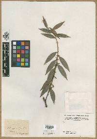 Xylopia frutescens image