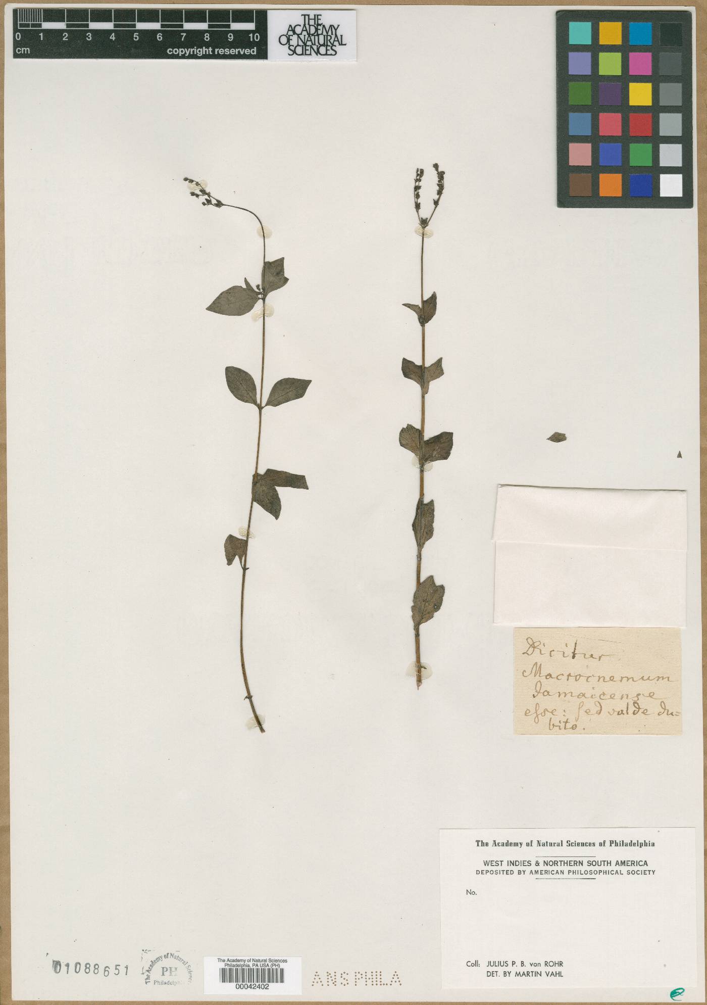 Macrocnemum jamaicense image