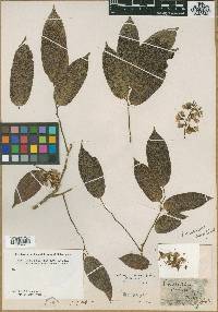 Pterocarpus rohrii image