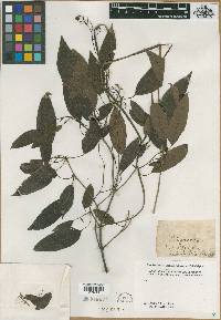 Image of Bignonia longissima