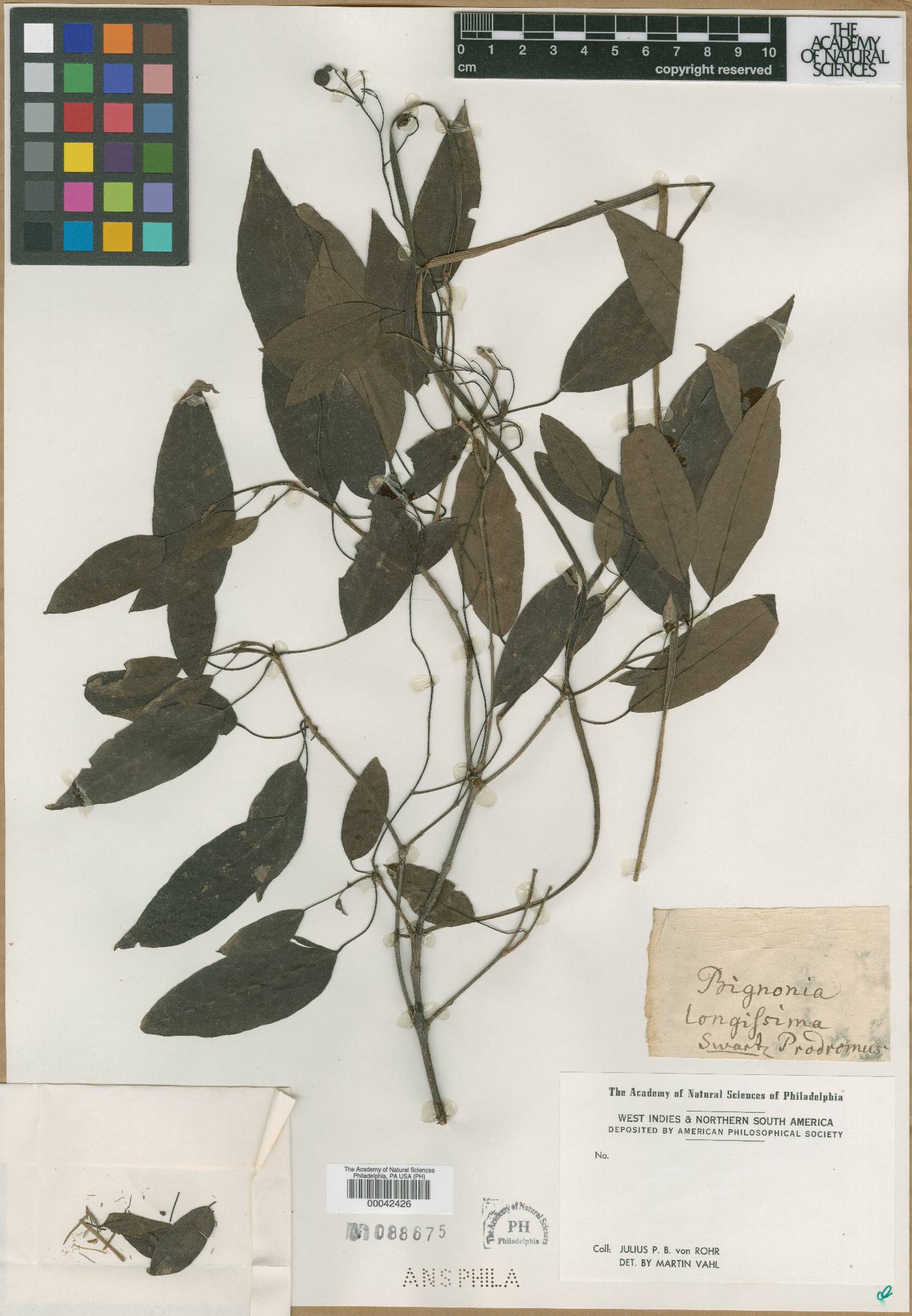 Bignonia longissima image
