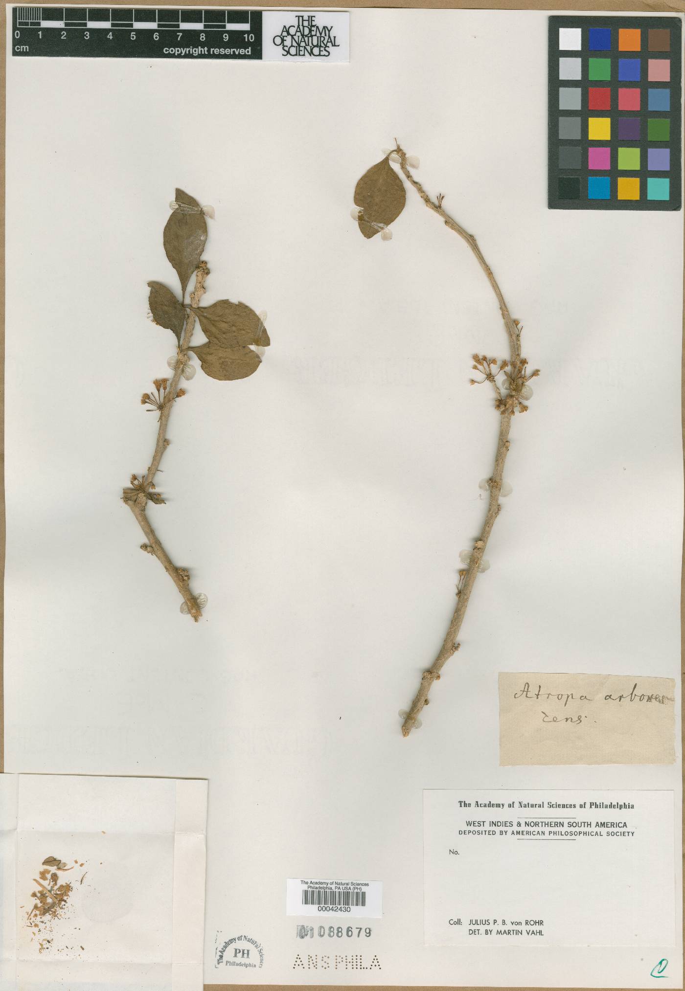 Atropa arborescens image