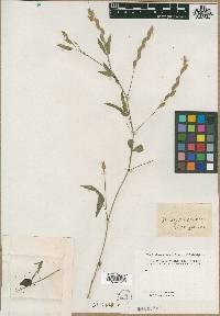 Hedysarum diphyllum image