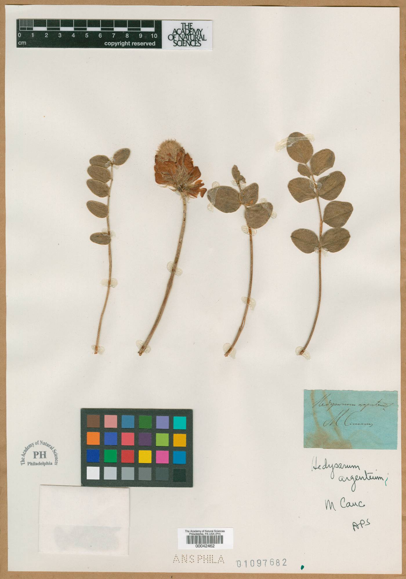 Hedysarum argenteum image