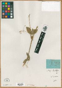 Lathyrus rotundifolius image