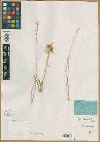 Poa sterilis image