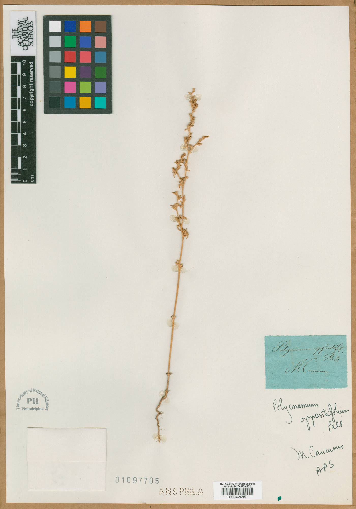 Polycnemum oppositifolium image