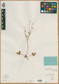 Ranunculus oxyspermus image