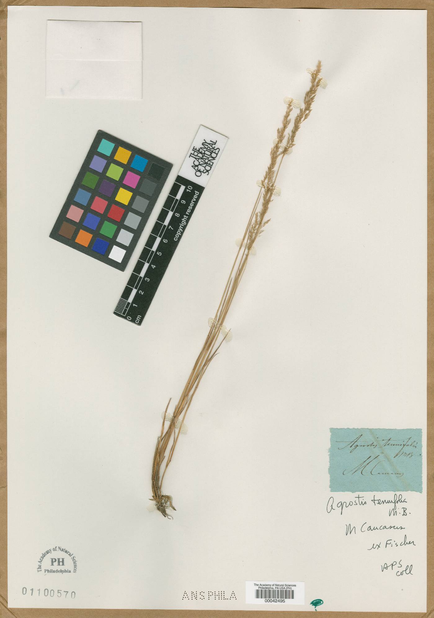 Agrostis tenuifolia image