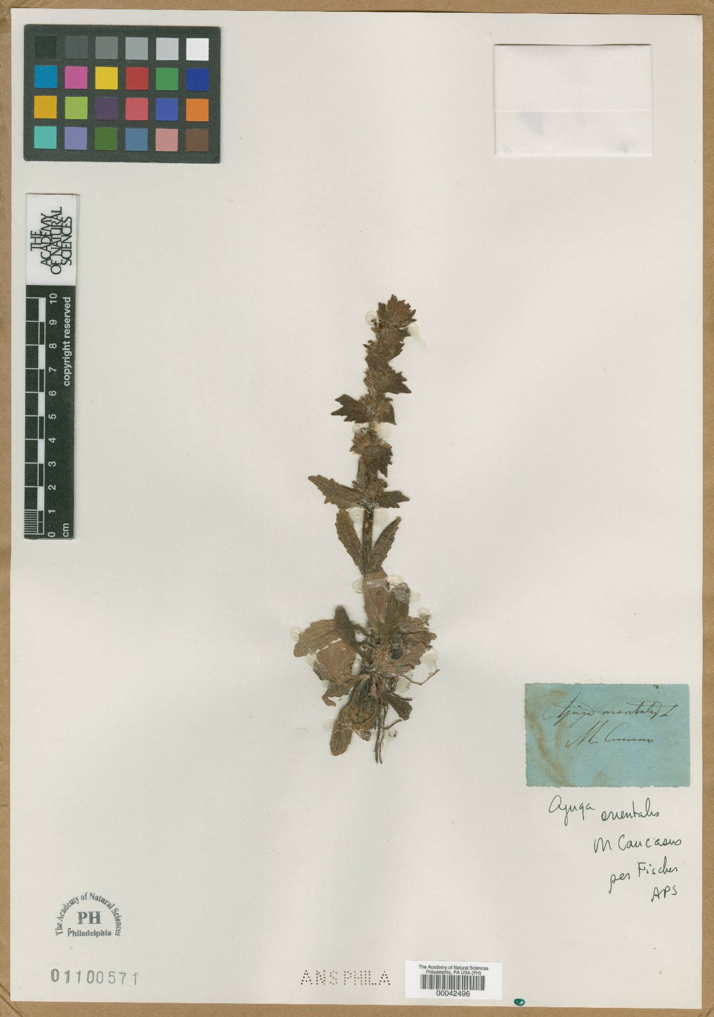 Ajuga orientalis image