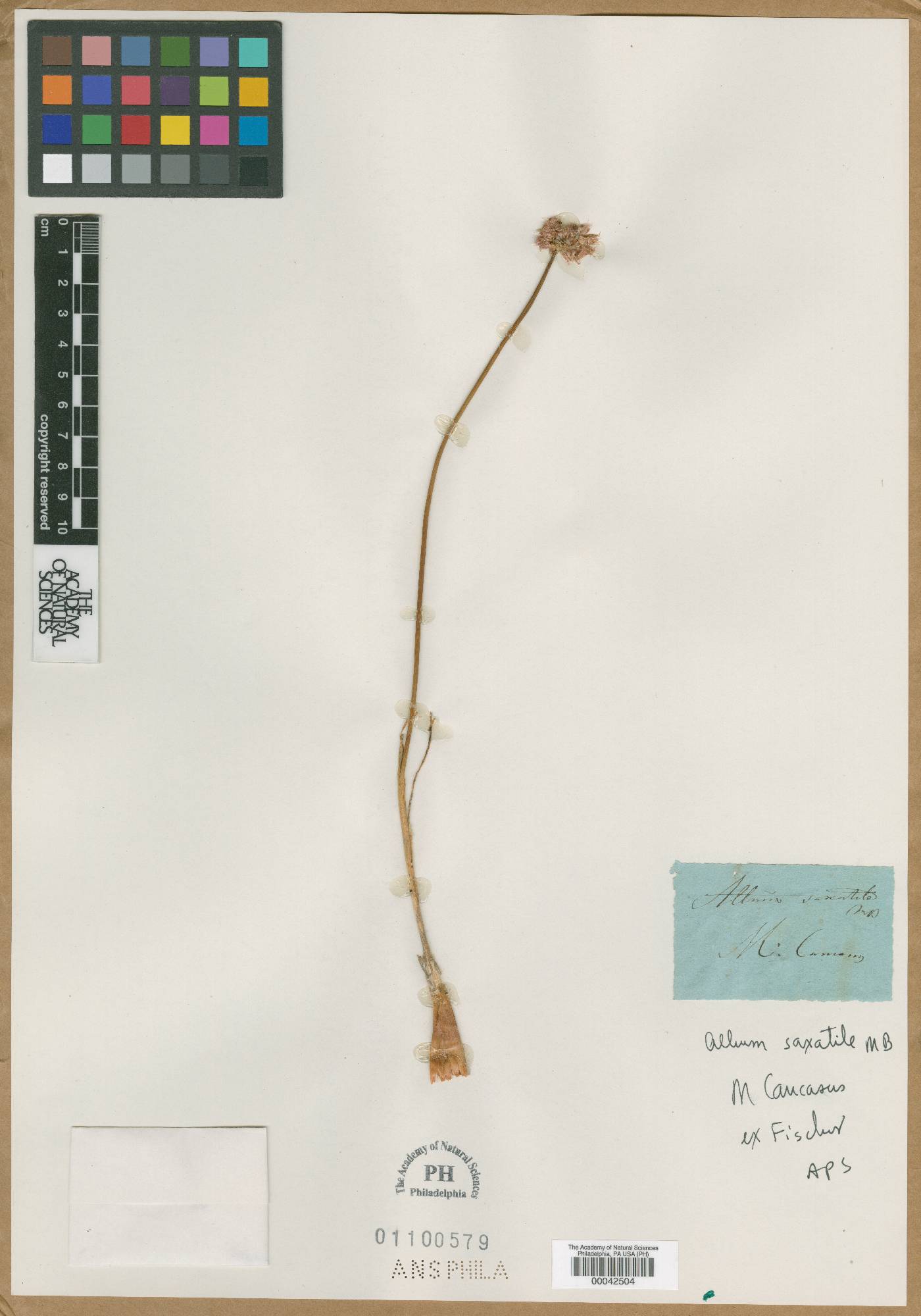 Allium saxatile image
