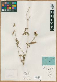 Althaea cannabina image