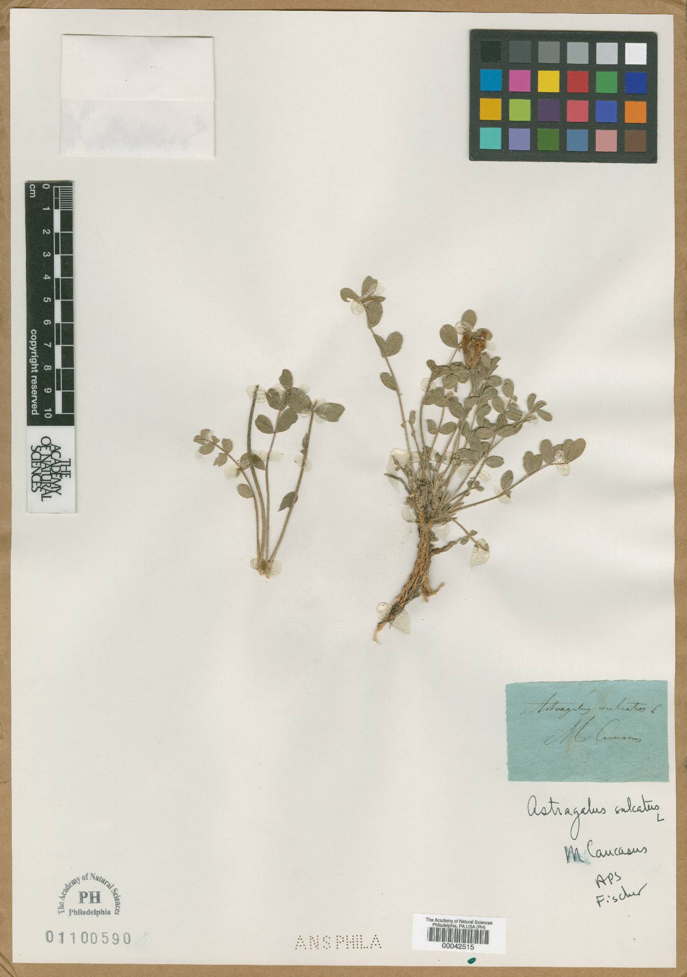 Astragalus sulcatus image