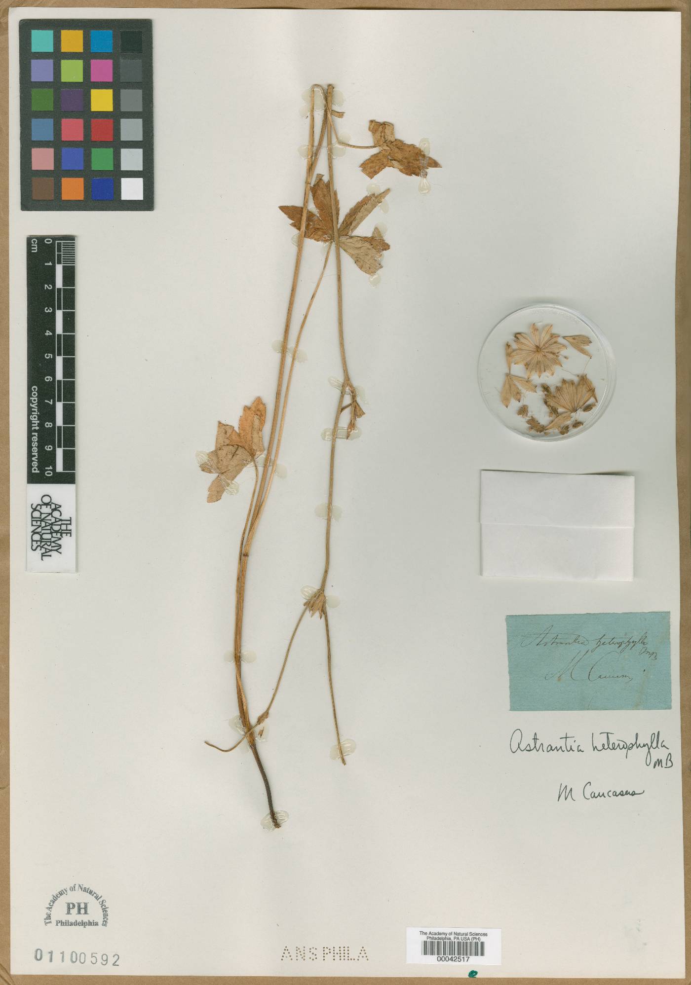 Astrantia heterophylla image
