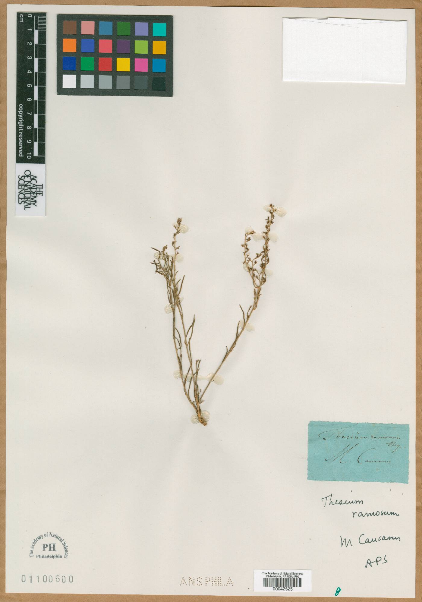 Thesium ramosum image