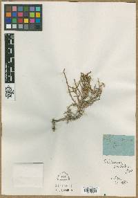 Image of Salicornia strobilacea